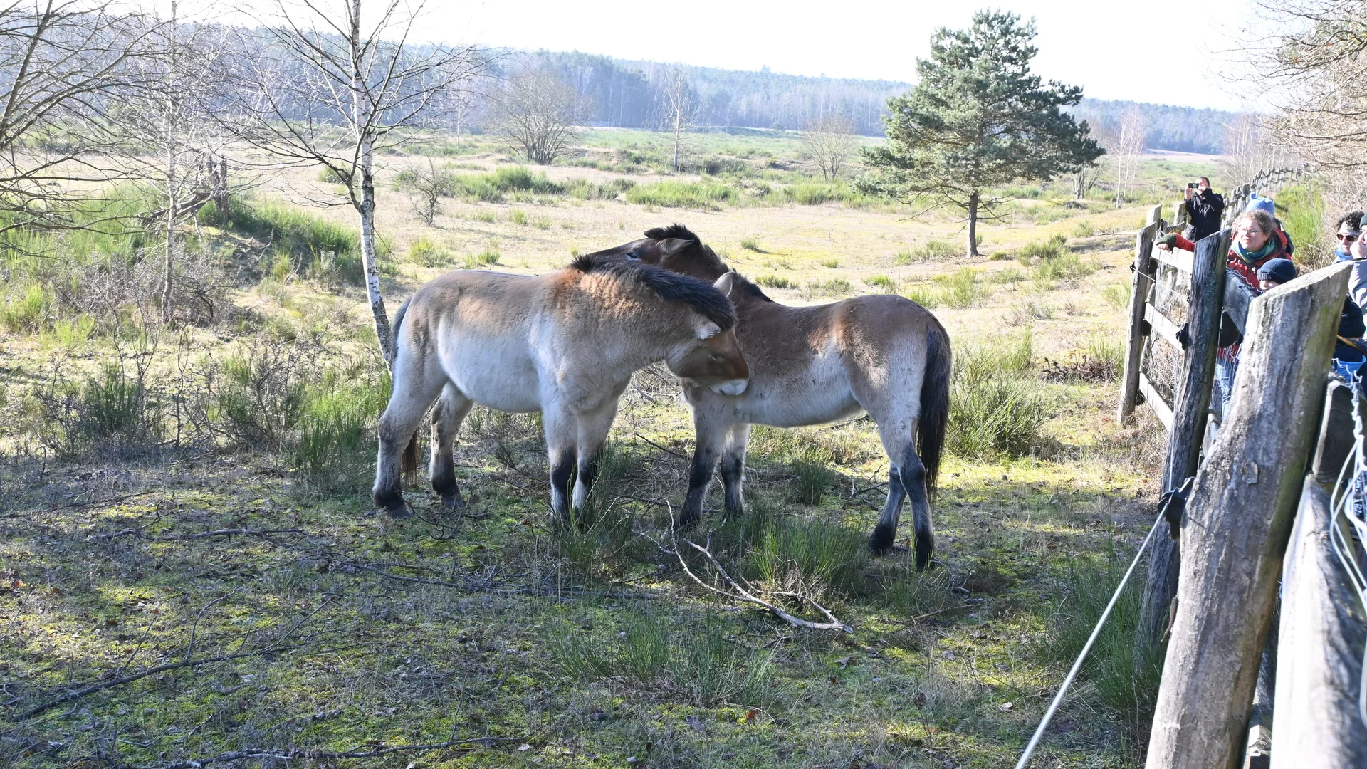 Wildpferde | © Wolfgang Stolzenberg | DAV-Feucht