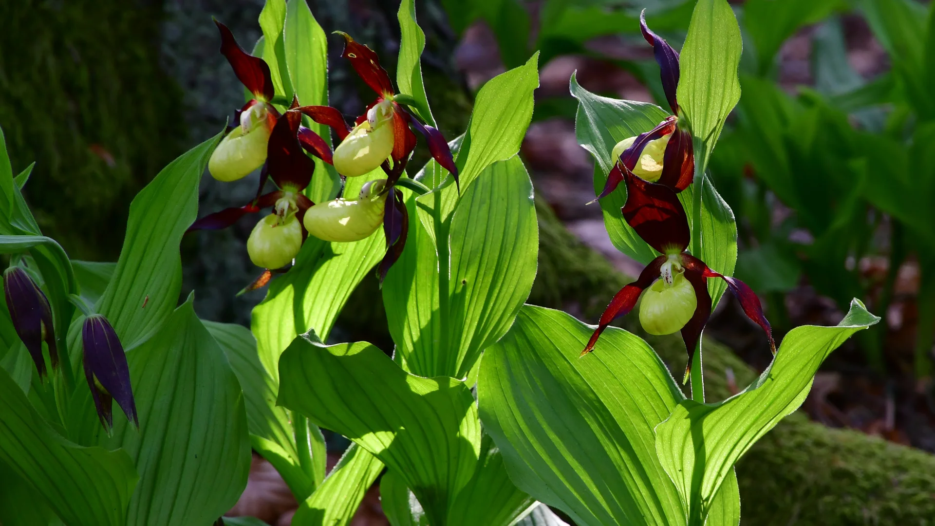 Heimatwanderung im Birgland - Frauenschuh, eine Orchidee | © Wolfgang Stolzenberg | DAV-Feucht Orchidee - Frauenschuh | © Wolfgang Stolzenberg | DAV-Feucht
