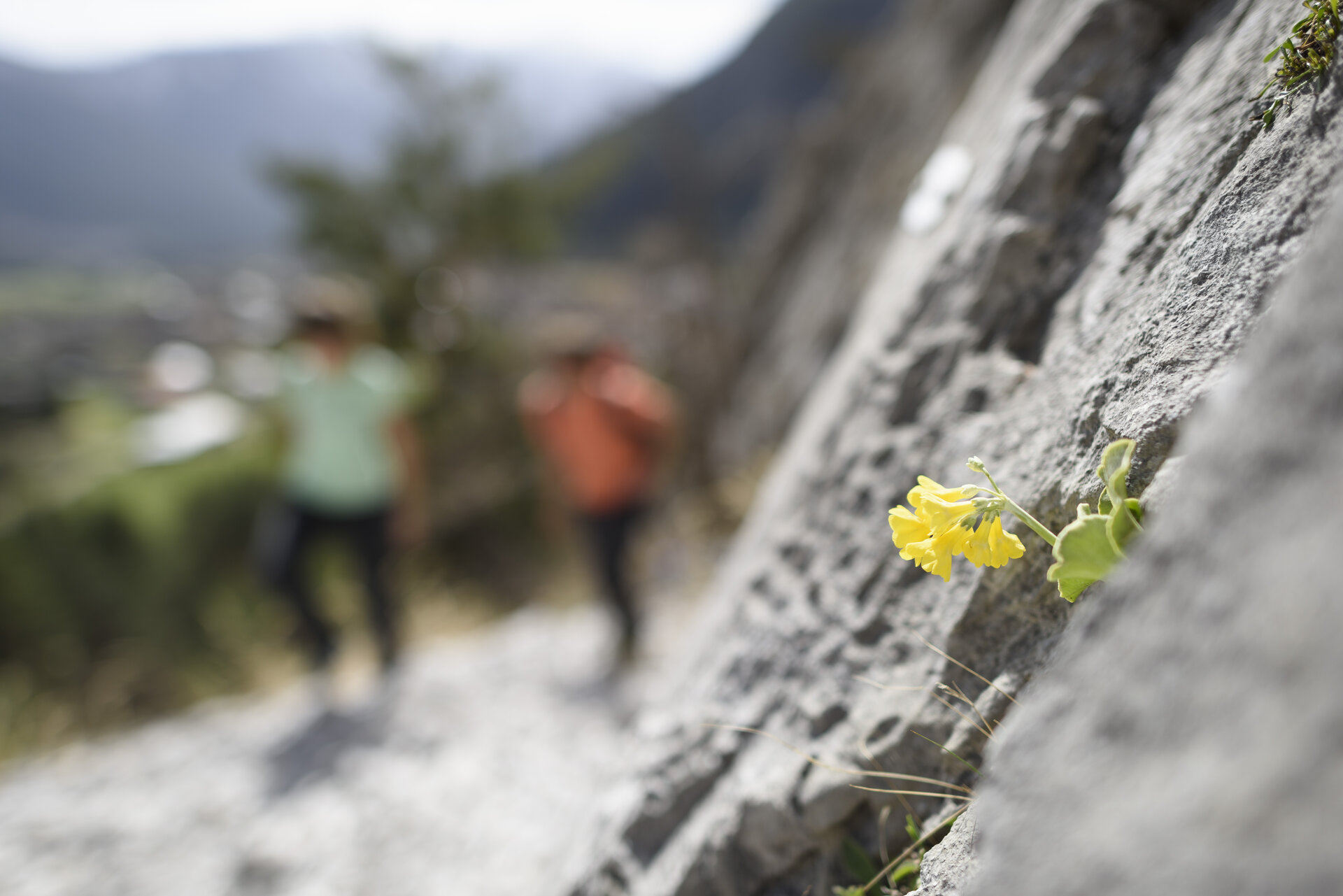 Gemeinsame Wanderung | © DAV/Wolfgang Ehn Eine unscharfe Wandergruppe, im Vordergrund eine gelbe Blüte | © DAV/Wolfgang Ehn